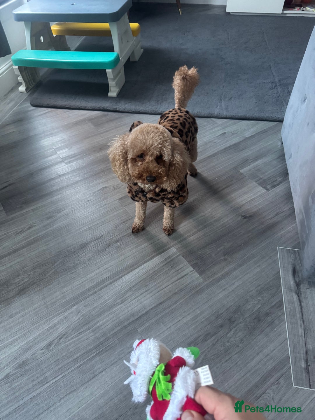 Toy Poodle dogs for sale: Toy puddle dog - Advert 2