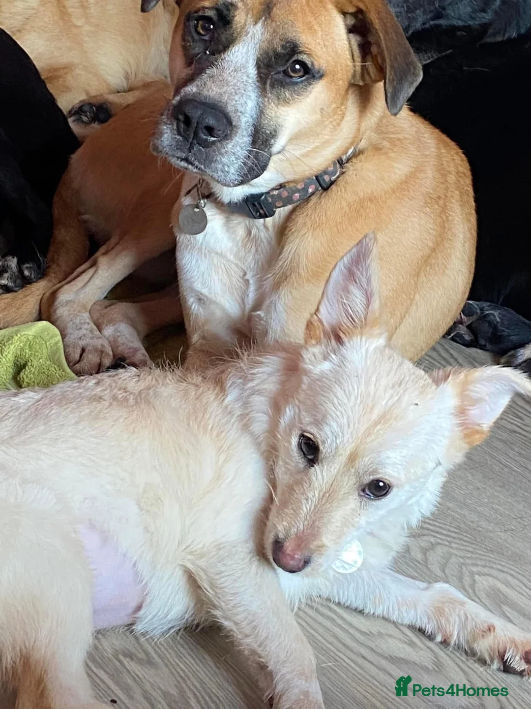 Mixed Breed dogs for adoption: Winnie - Norwich Norfolk  in Norwich - Advert 21