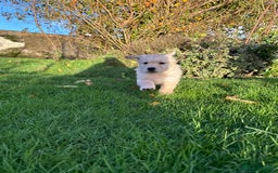 Golden Retriever dogs for sale: KC Registered Golden Retrievers - Image 3