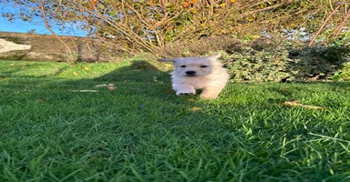 Golden Retriever dogs - Advert 5