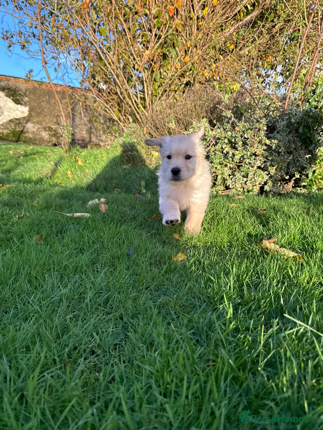 Golden Retriever dogs for sale: KC Registered Golden Retrievers - Image 3