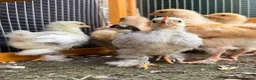 Chickens poultry for sale: Pekin bantams - Advert 29