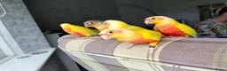 Conures birds for sale: Suncheek baby Handreared Conures - Advert 2