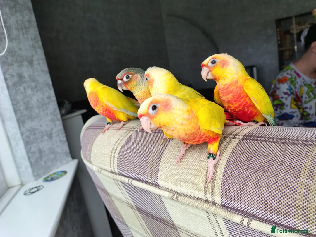 Conures birds for sale: Suncheek baby Handreared Conures - Advert 2
