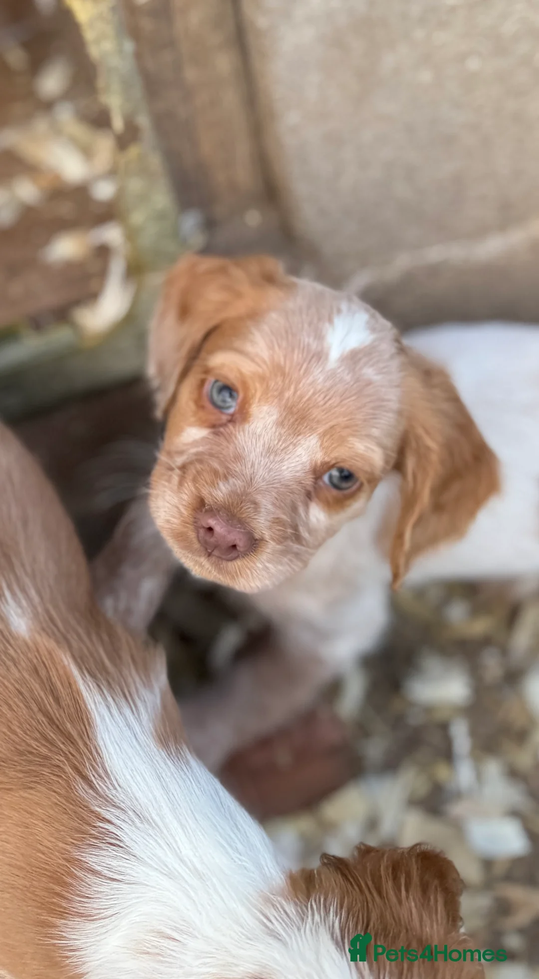 Cocker Spaniel dogs for stud: Cracking cocker spaniel for Stud  - Advert 15