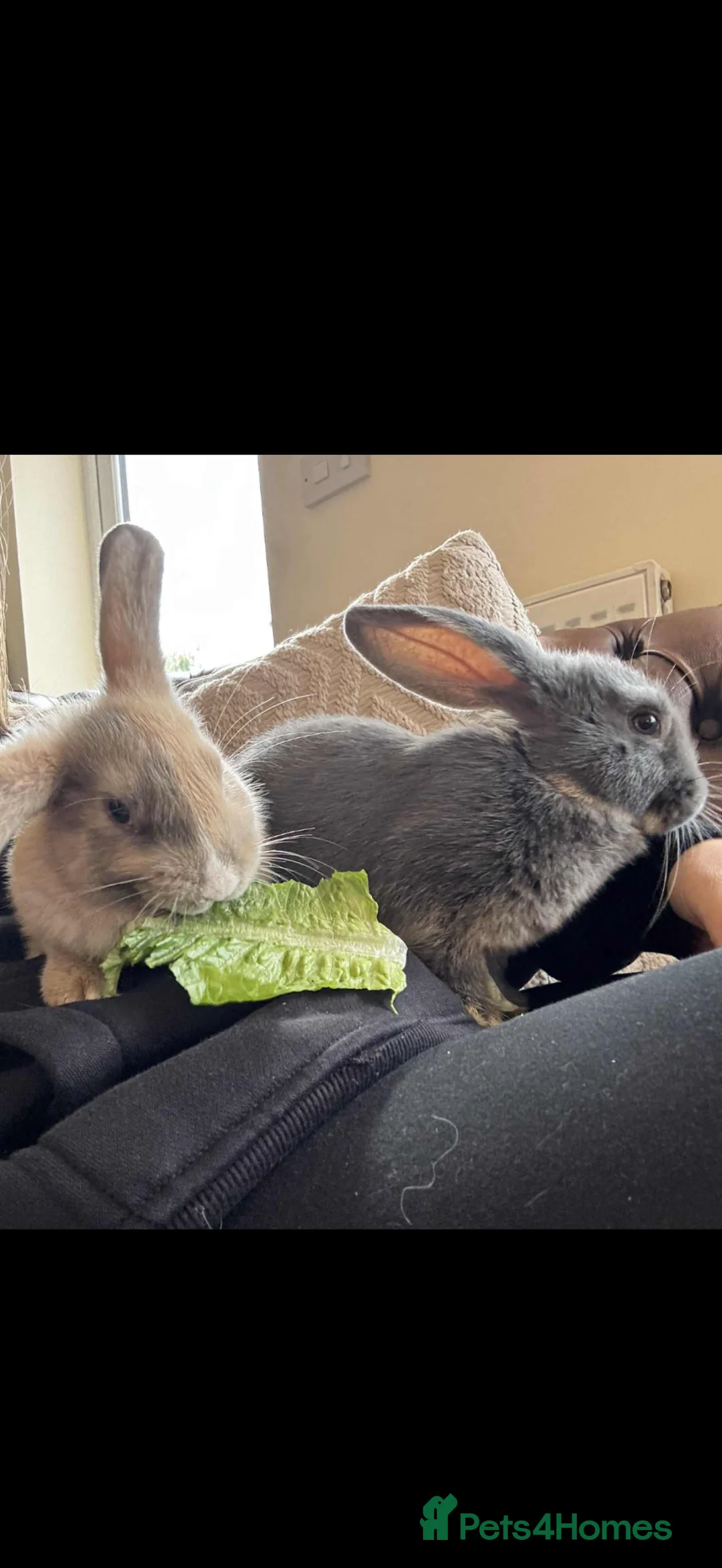 English Lop rabbits for sale: 2 English lop bunnies  - Advert 1