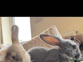 English Lop rabbits 2 English lop bunnies - Advert 1