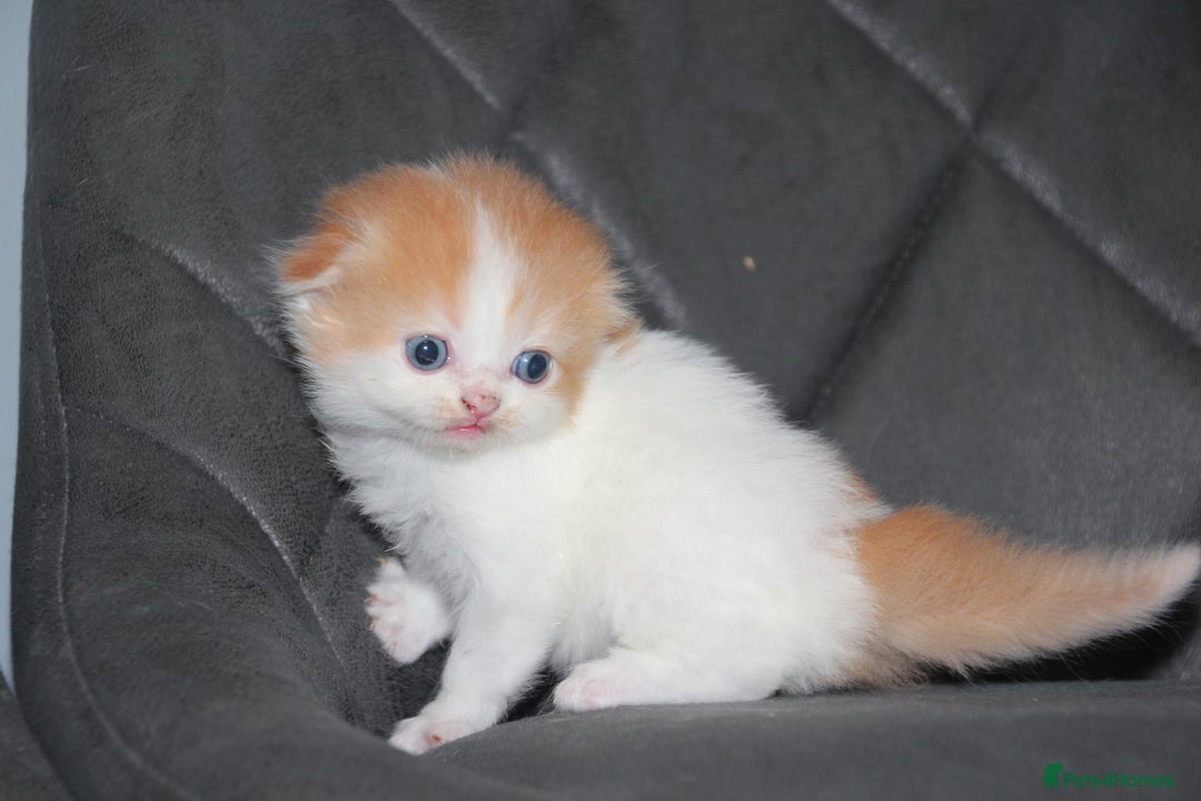 Scottish Fold cats for sale: Six wonderful Scottish Fold/straight kittens - Image 11