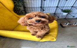 Cavapoo dogs for stud: DNA Clear Cavapoo F1B Red Fox Stud - Image 2