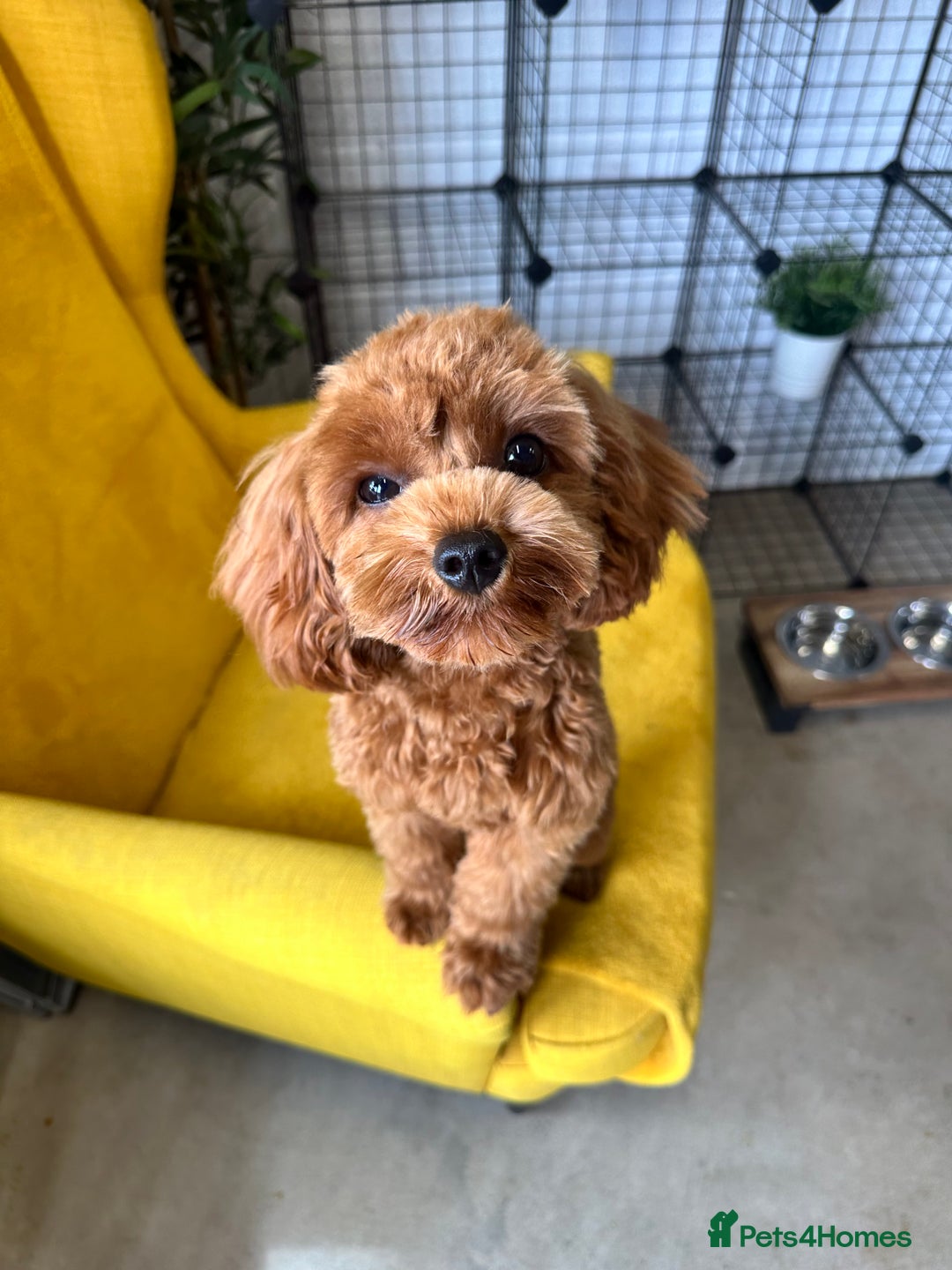Cavapoo dogs for stud: DNA Clear Cavapoo F1B Red Fox Stud - Image 2