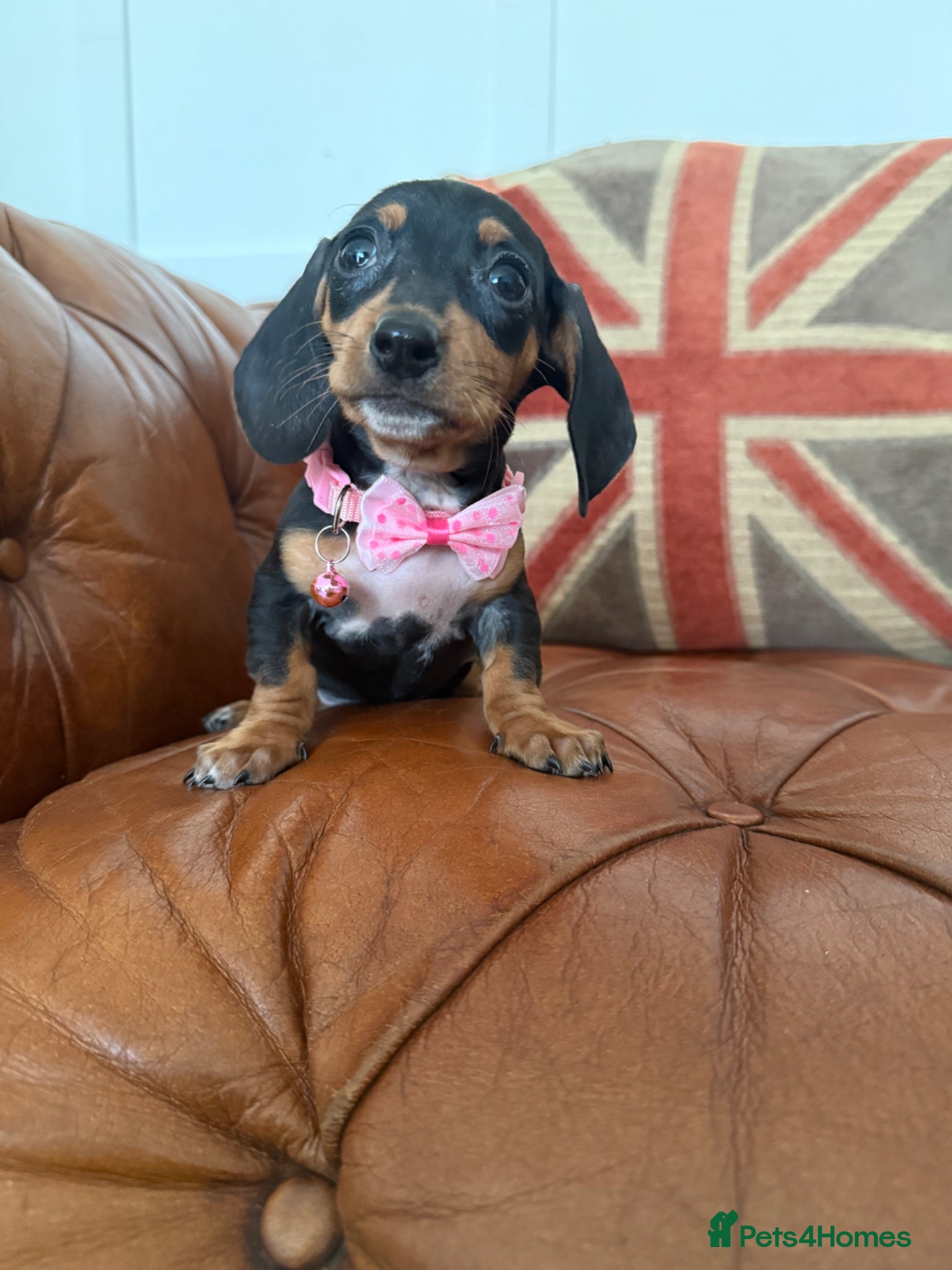 Miniature Dachshund dogs Beautiful Litter Of Miniature Dachshund Pups - Advert 1