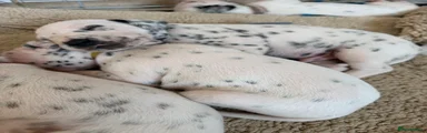 Domino