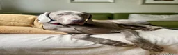 Weimaraner dogs for stud: Kobe-Horus – Silver-Grey Weimaraner - Stud in Leeds - Advert 3