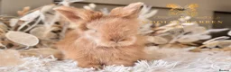 Angora rabbits for sale: BEAUTIFUL LITTER OF ANGORAS - Advert 15