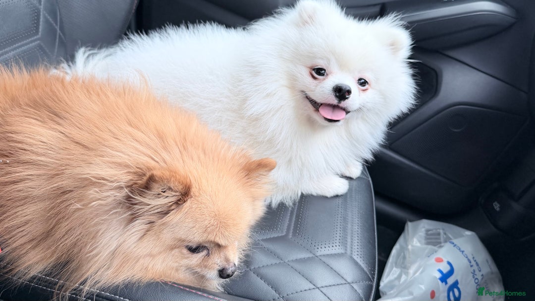 Pomeranian dogs for stud: Stud Pomeranian white  - Advert 1