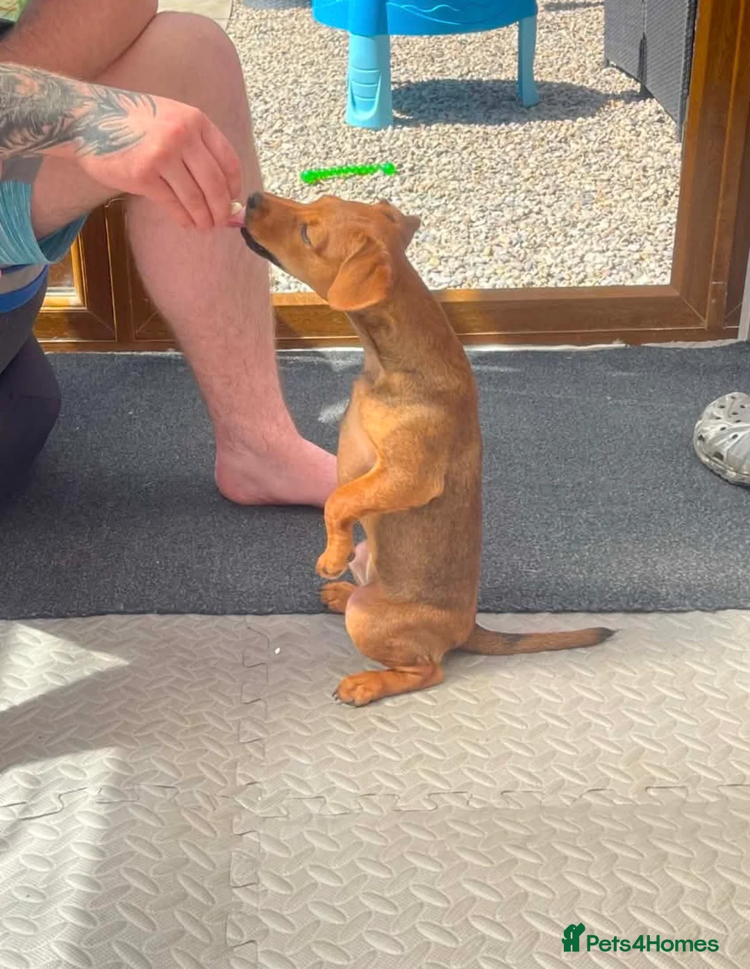 Patterdale Terrier dogs for sale: Patterdale Terrier  in Blyth - Advert 2