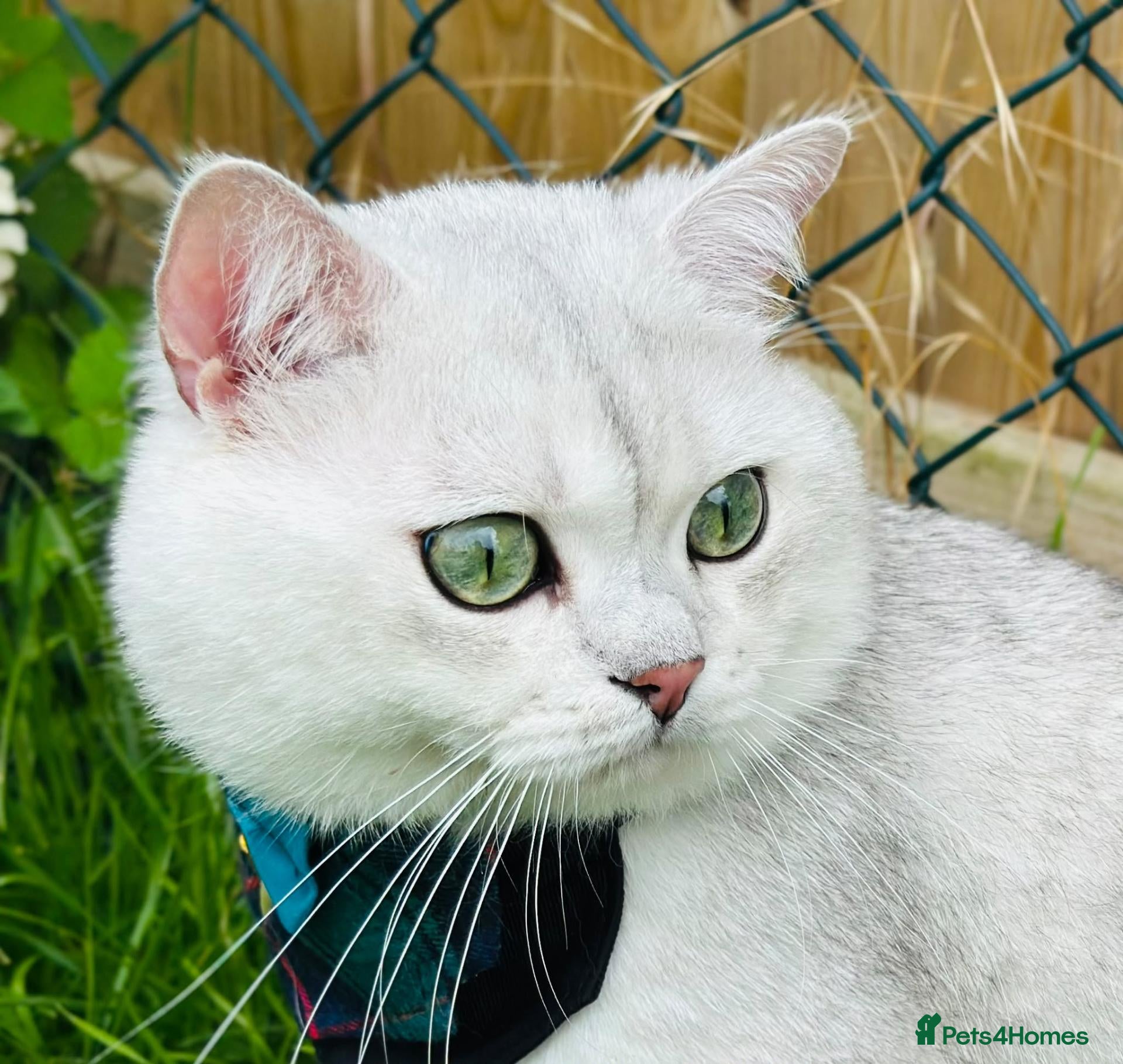 British Shorthair cats for stud: BSH stud - Advert 1