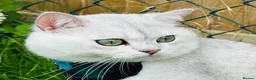 British Shorthair cats for stud: BSH stud - Advert 1