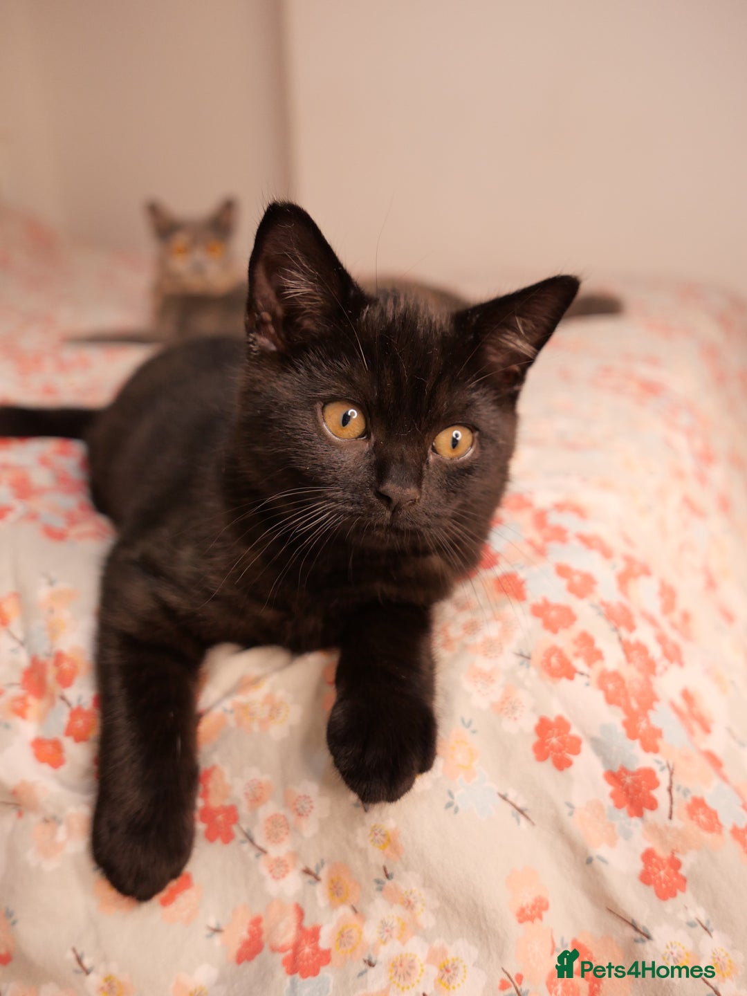 British Shorthair cats for sale: GCCF Registered British Shorthair Kittens -Cardiff - Advert 6