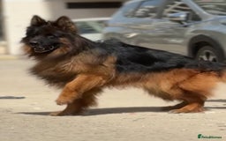 German Shepherd dogs for sale: Stunning German Shepherd Puppies  - Image 5