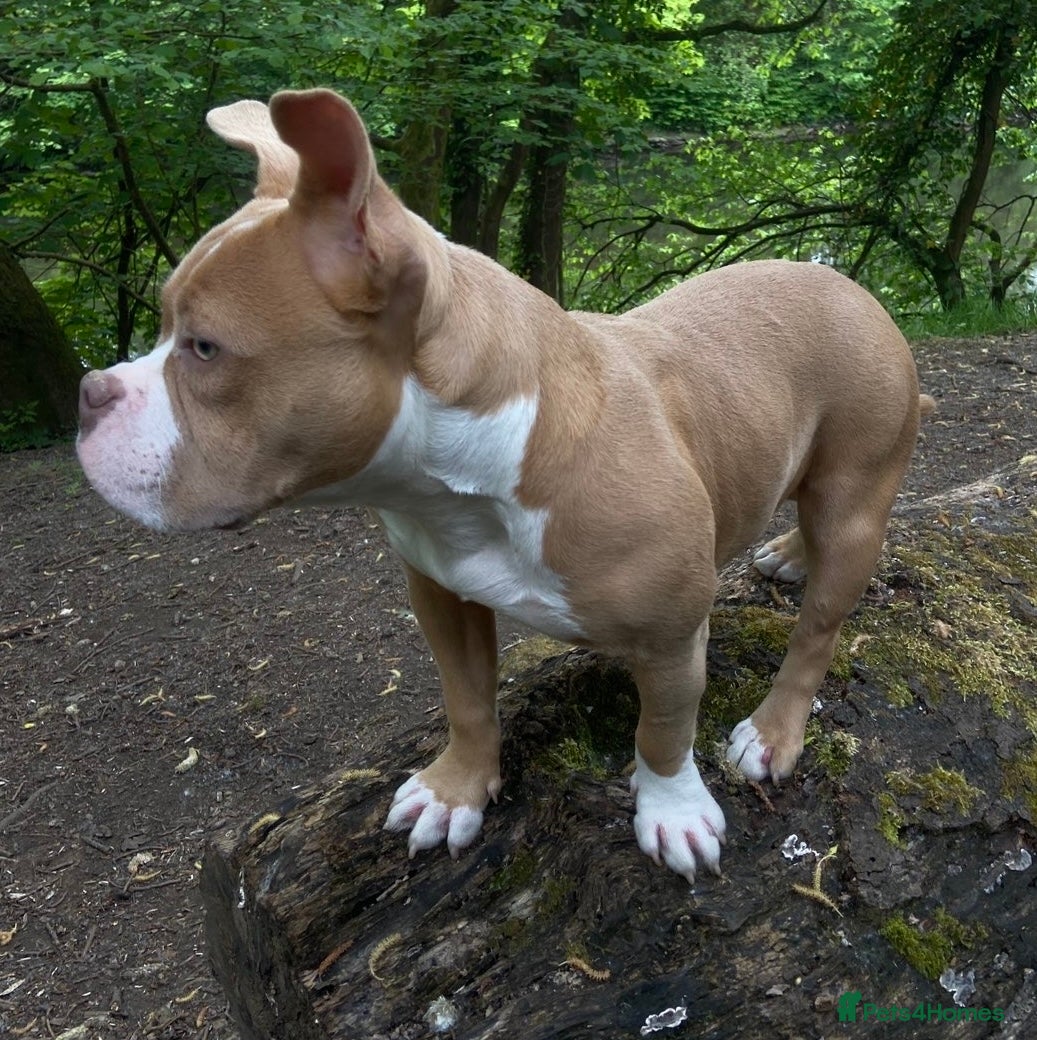 American Bully dogs Stunning 7 month old looking for her forever home - Advert 3