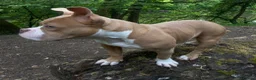 American Bully dogs for sale: Stunning 7 month old looking for her forever home - Advert 1