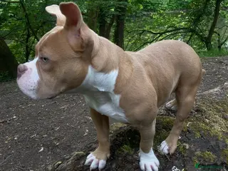 American Bully dogs Stunning 7 month old looking for her forever home - Advert 3