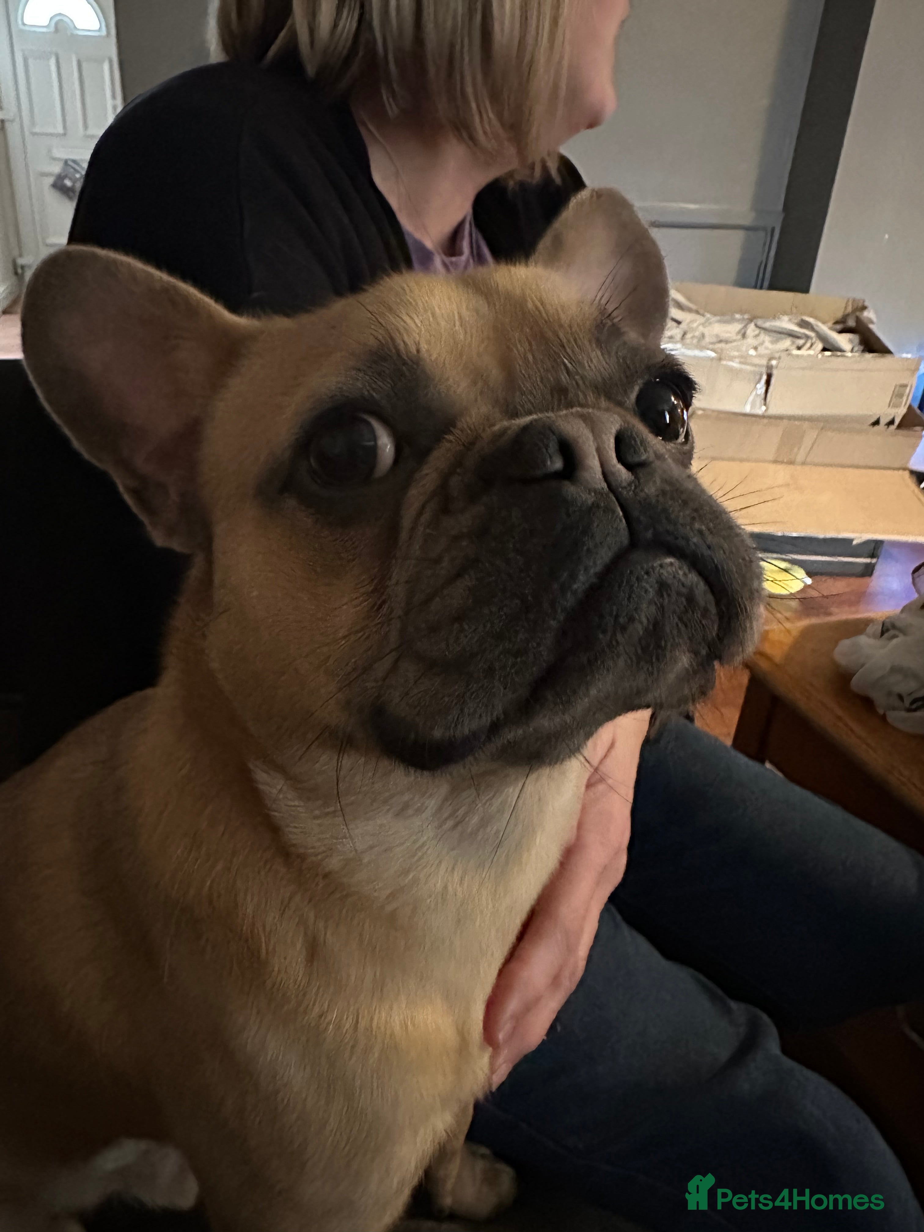 Frug dogs Ted the Lil Sausage in Brandon - Advert 5