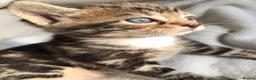 Bengal cats for sale: Glittery Bengal X With Famous References! - Advert 15