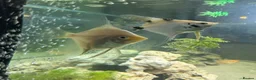 Angelfish fish for sale: 2 good sized angelfish  in Wallsend - Advert 1