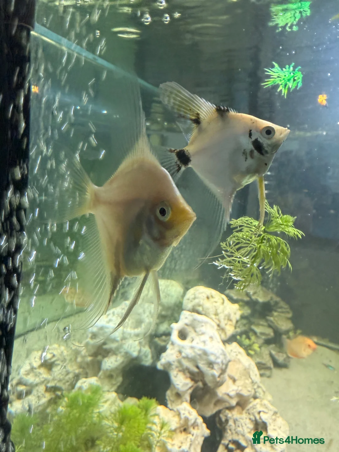 Angelfish fish for sale: 2 good sized angelfish  in Wallsend - Advert 1