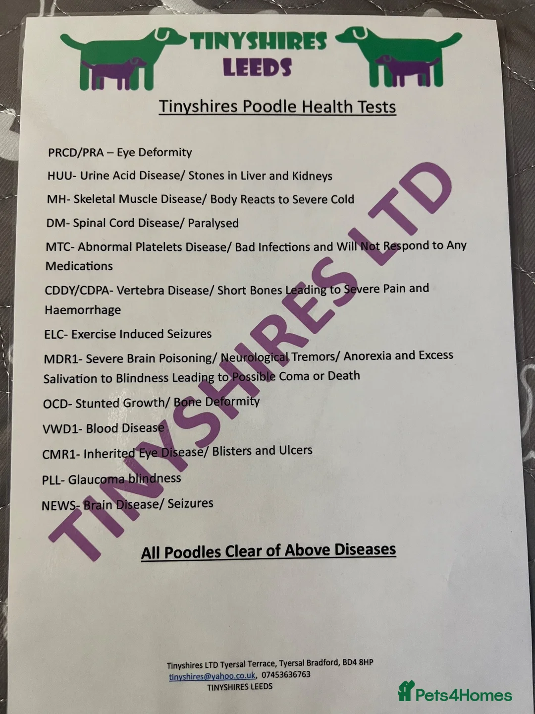 Cockapoo dogs for sale: F1 mini Cockapoos 30 dna health tested various  - Advert 11