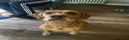 Mixed Breed dogs for sale: Beautiful Vizsla × Red Fox Lab × Working Cocker  - Advert 1