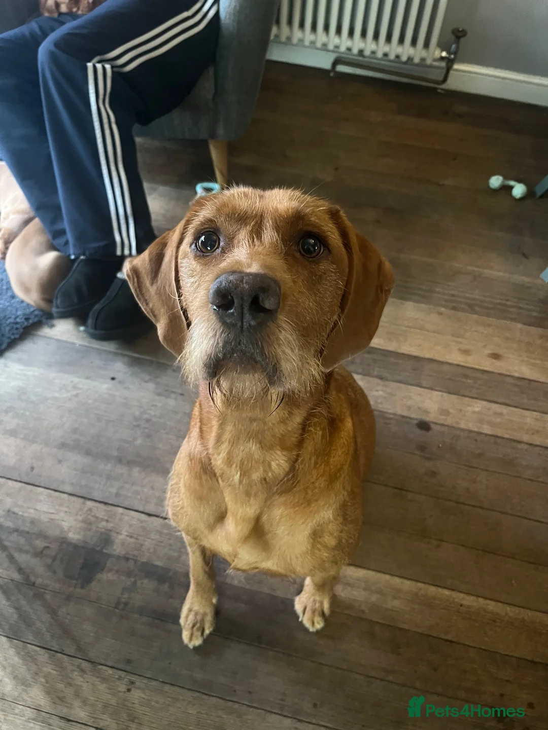Mixed Breed dogs for sale: Beautiful Vizsla × Red Fox Lab × Working Cocker  - Advert 1
