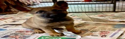 German Shepherd dogs for sale: 4* Licensed Breeder, KC Reg, Health Tested Parents - Advert 4