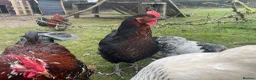 Chickens poultry for sale: Stolen Flock PLEASE HELP RARE BANTAMS  - Advert 16