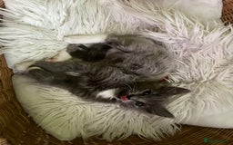 Maine Coon cats for sale: 5 Generation pedigree BLACK SMOKE kittens  - Image 34
