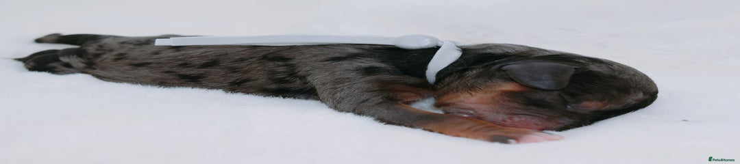 Phantom merle boy(grey collar) 