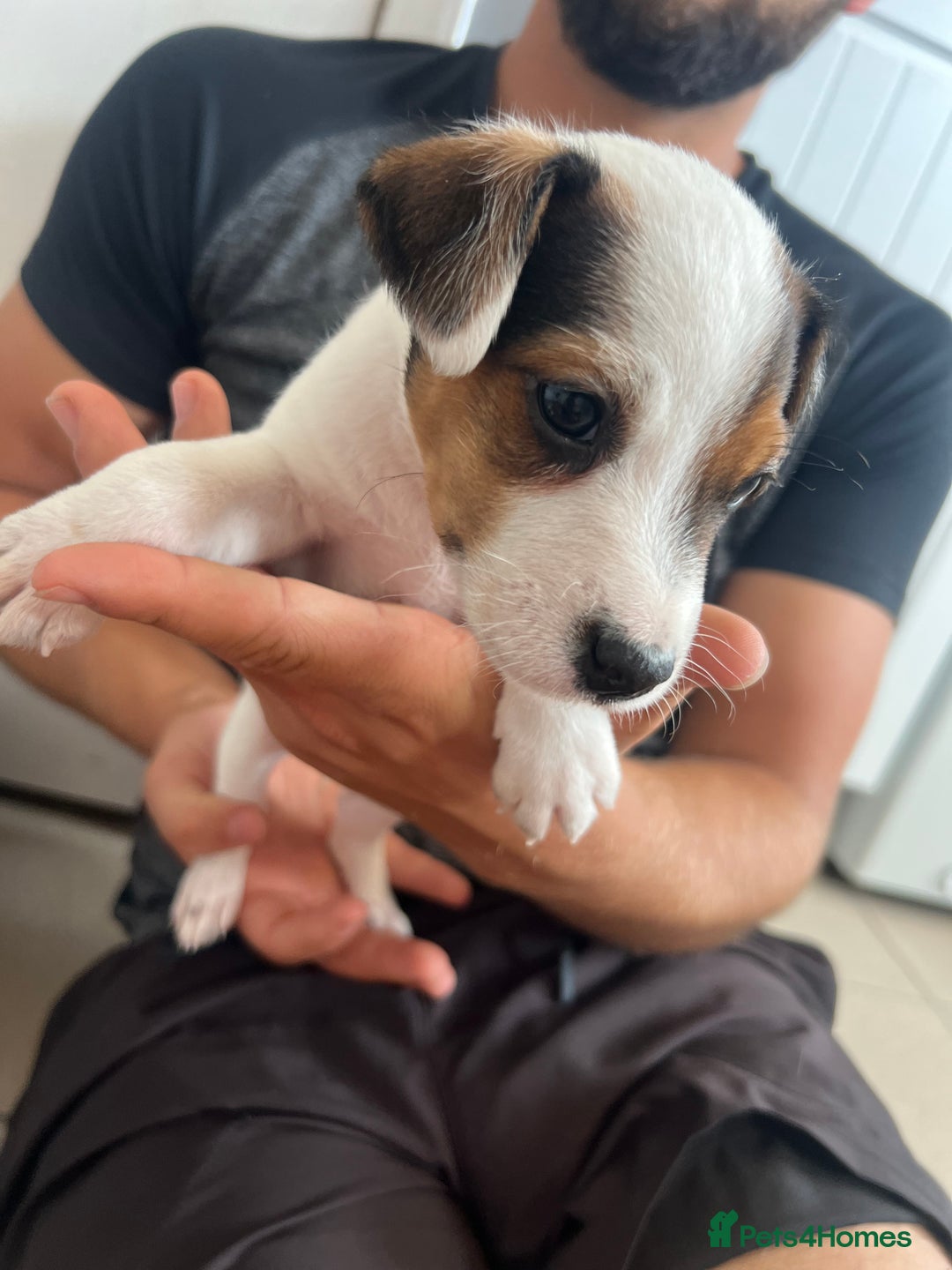 Jack Russell dogs for sale: 4 beautiful healthy jack Russel puppies  - Image 4