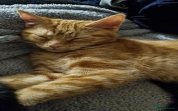 British Shorthair cats for sale: Beans Needs Rehoming  - Image 7