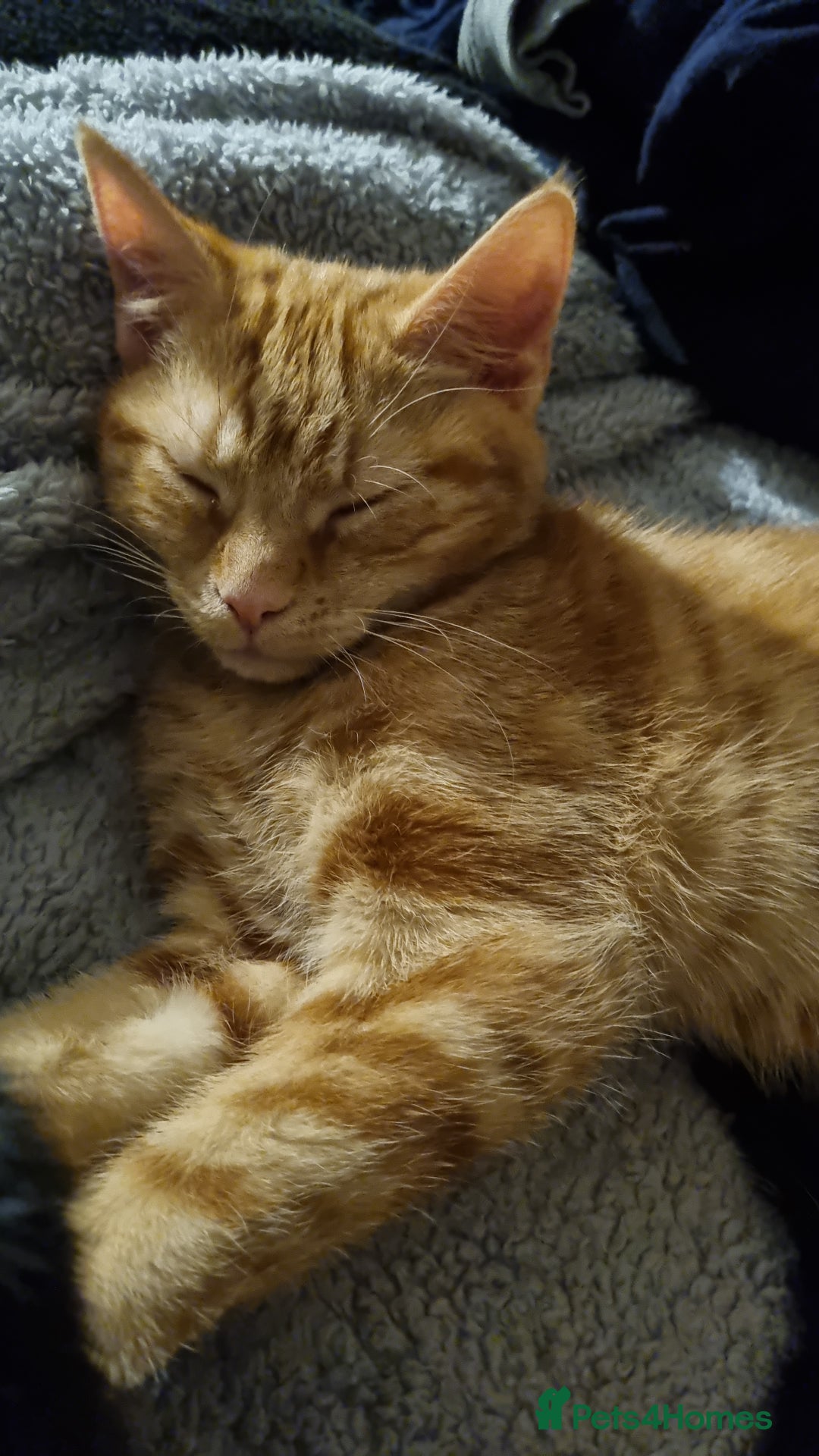 British Shorthair cats for sale: Beans Needs Rehoming  - Image 7