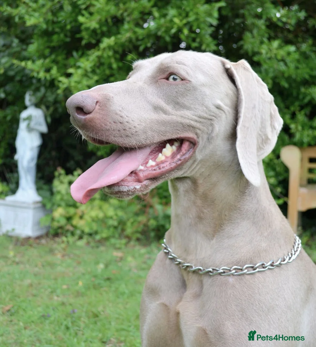 Weimaraner dogs for stud:  KC reg health tested Hipscored stud in Woodbridge - Advert 17