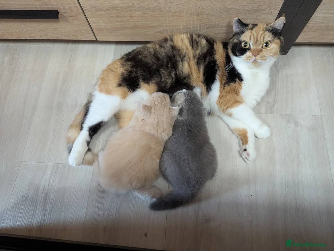 Scottish Fold cats for sale: TICA Registered Scottish kittens - Advert 4