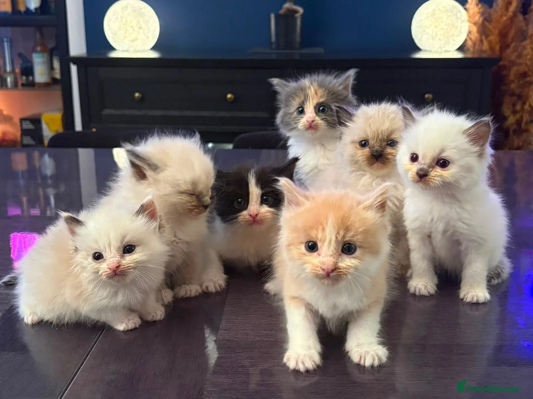 Ragdoll cats for sale: ✨Beautiful Ragdoll Kittens✨ - Advert 1
