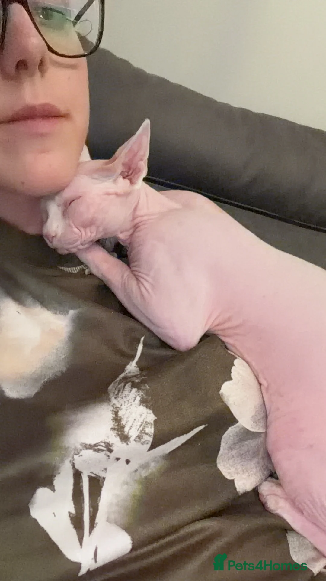Sphynx cats for sale: Female sphynx in Birmingham - Advert 4