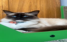 Ragdoll cats for sale: Half Ragdoll Kittens  - Image 3