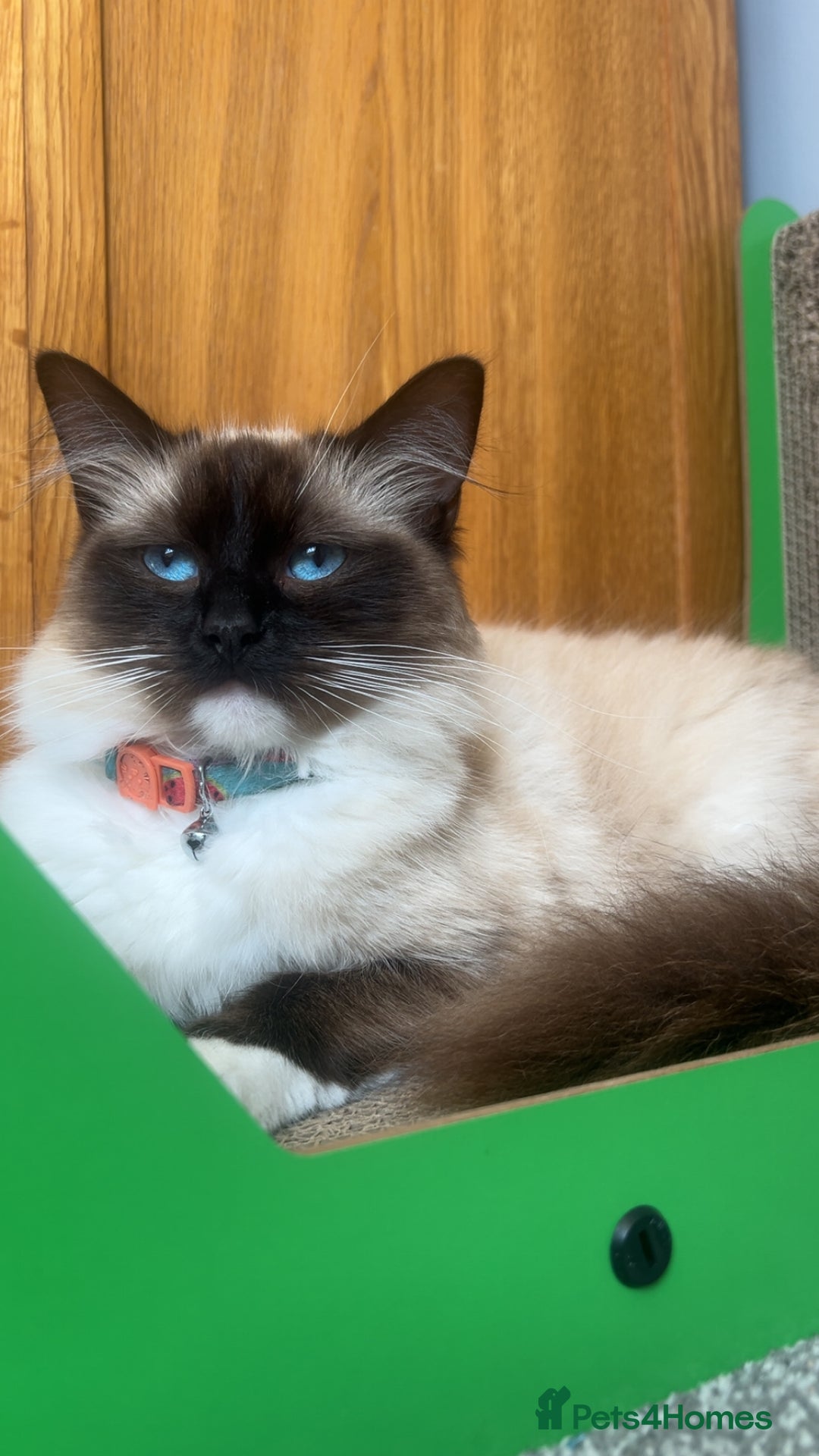 Ragdoll cats for sale: Half Ragdoll Kittens  - Image 3