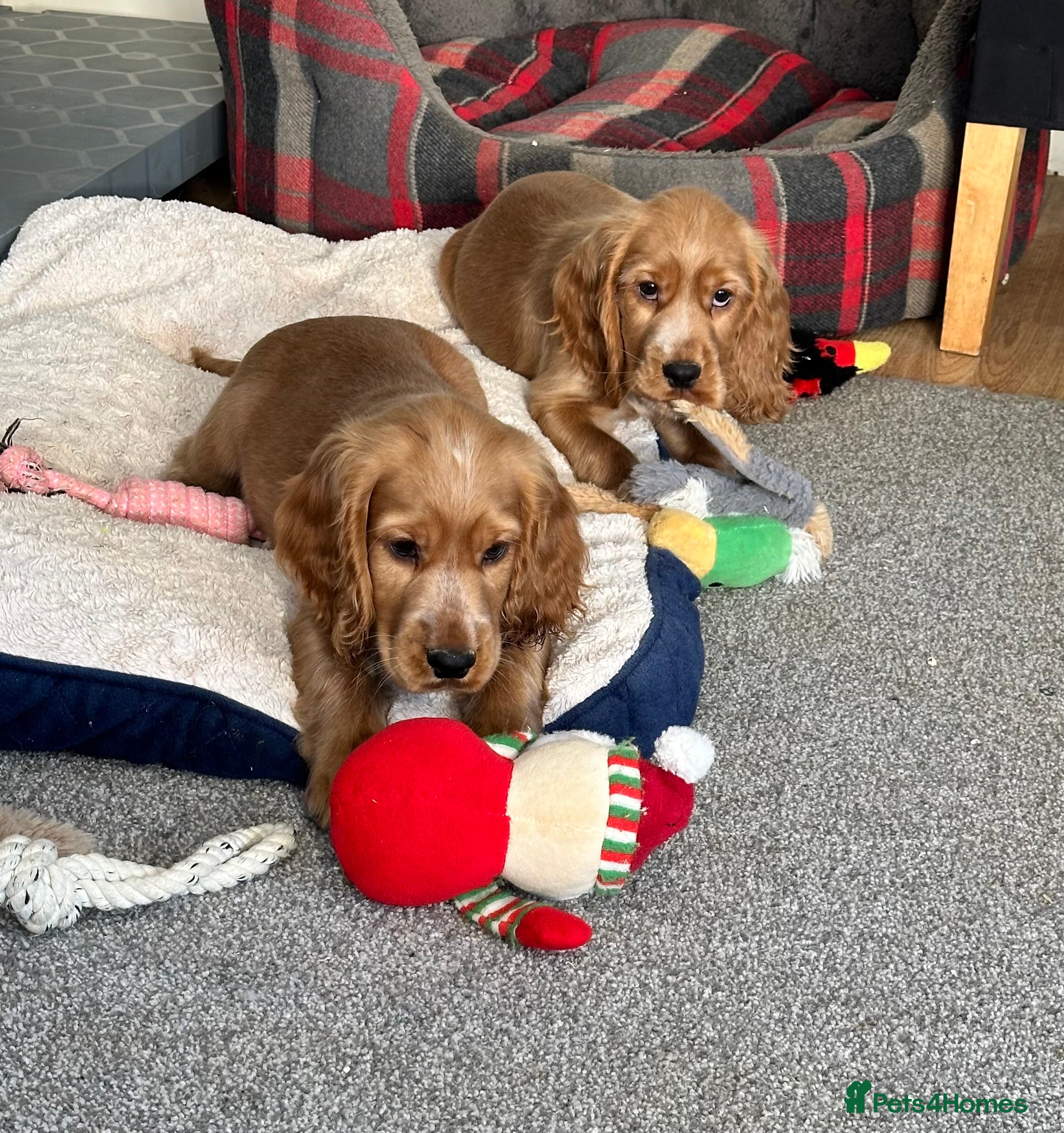 Cocker Spaniel dogs Beautiful show type boys only - Advert 5