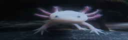 Axolotl reptiles for sale: Two healthy male axolotls, leucisistic and Wild - Advert 4