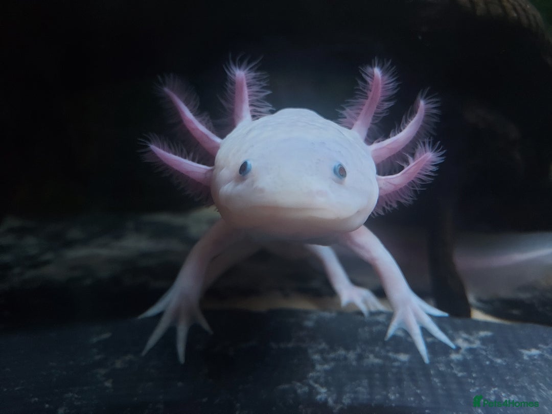 Axolotl reptiles for sale: Two healthy male axolotls, leucisistic and Wild - Advert 4